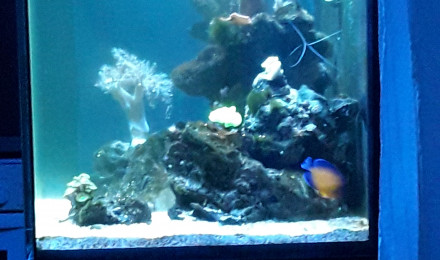 aquarium Numéro 2