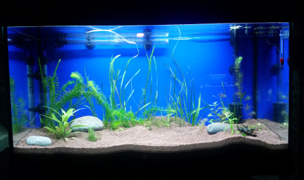aquarium Yvano17