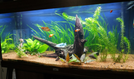 aquarium Premier bac