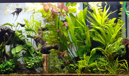 aquarium Aquarium de salon