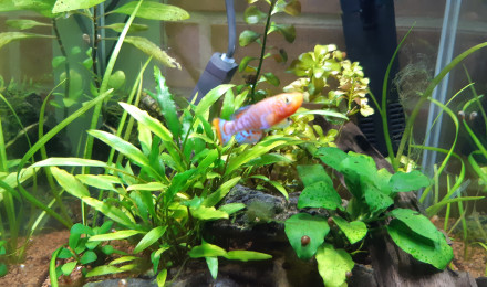 aquarium Nano aquarium