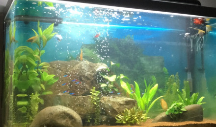 aquarium 260l