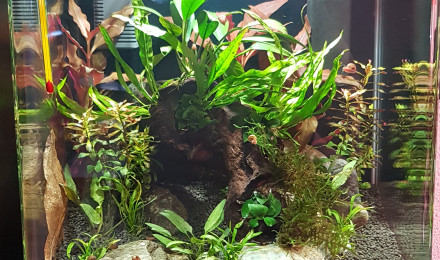 aquarium 30l