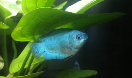 aquarium Communautaire amazonien