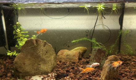 aquarium Bac Alvins poisson rouge