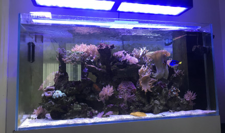aquarium Coraux poisson
