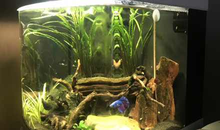 aquarium Betta