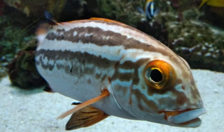 aquarium 100 m3 eau de mer