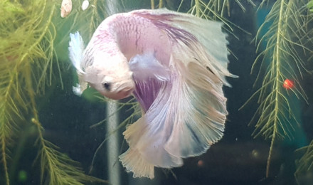 aquarium Betta
