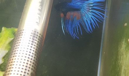 aquarium Betta