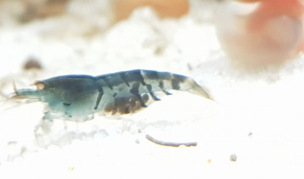 aquarium Crevette tboe