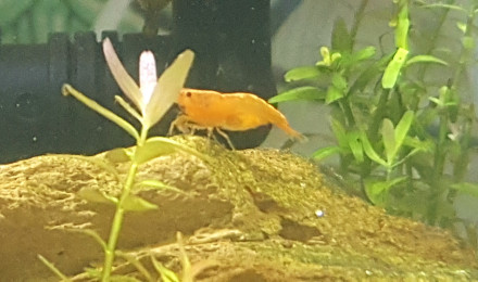 aquarium Sakura orange