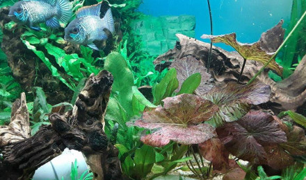 aquarium biotope amazonien