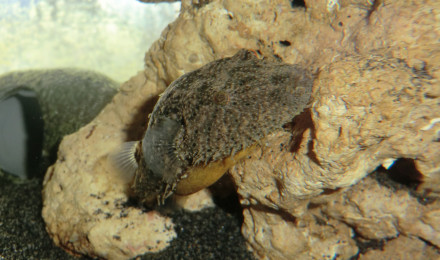 aquarium Spé Pao baileyi