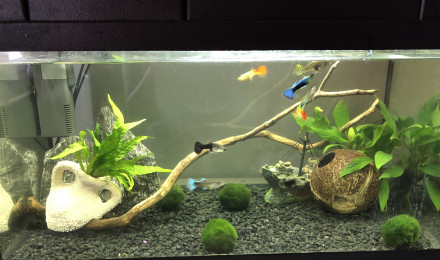 aquarium Aqua 1