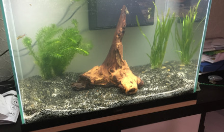 aquarium Bac100l