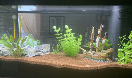 aquarium 1er Empire