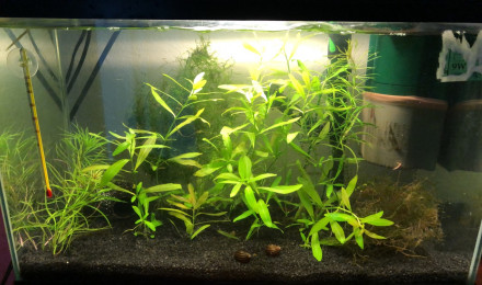 aquarium Repro Crevette