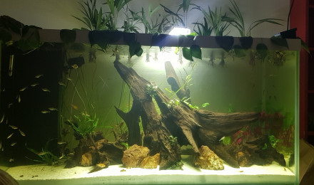 aquarium Amazonien