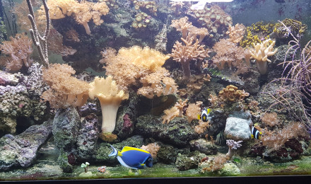 aquarium Hamdi