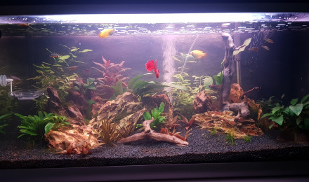 aquarium Eau douce asiatique