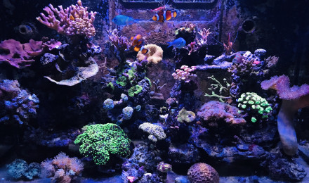 aquarium Red sea Max 250