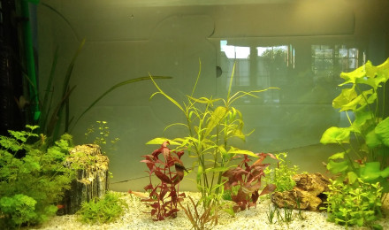 aquarium NathFa