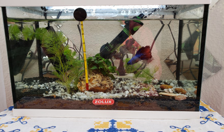aquarium 12.5 l combattant