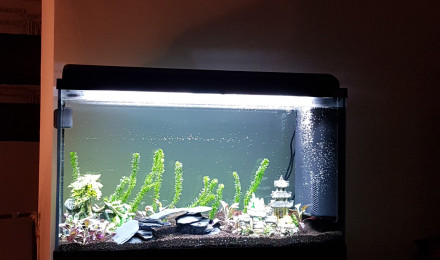 aquarium Le premier