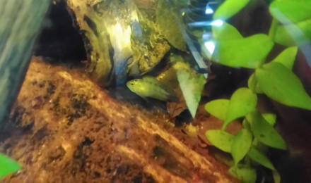 aquarium 100l