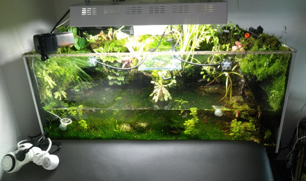 aquarium Aqua terrarium