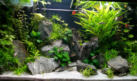 aquarium Juwel Rio 125