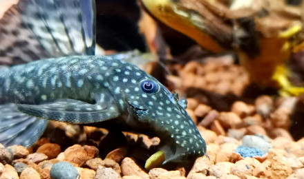 aquarium Nano dennerle 60l