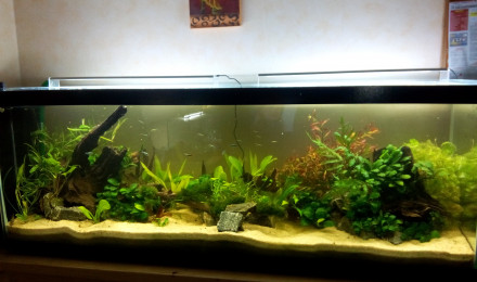 aquarium Bac Amérique du Sud
