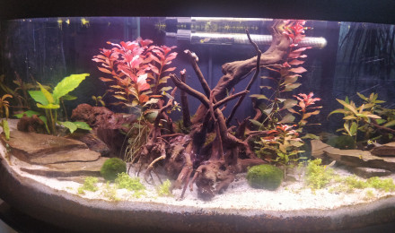 aquarium Aquarium salon