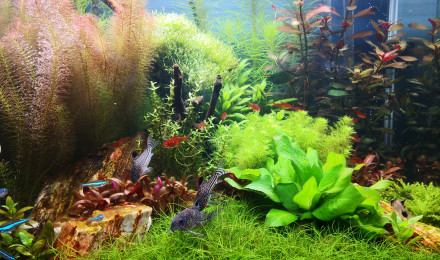 aquarium 1er aquascape