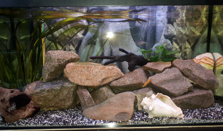 aquarium Africain place