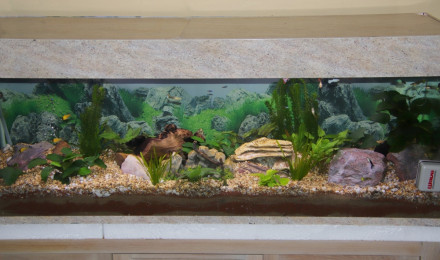 aquarium guppyland