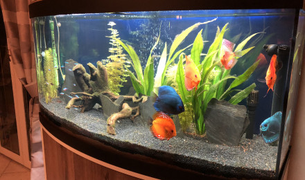 aquarium Discus