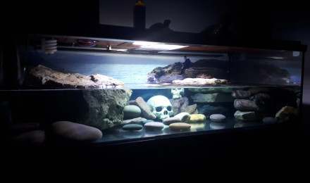 aquarium Aquarium tortues