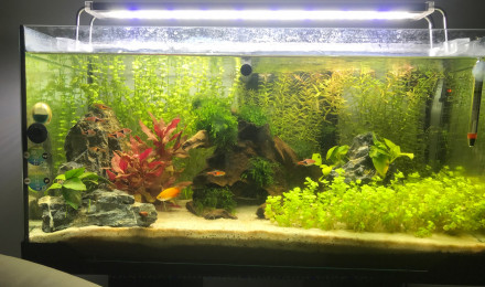 aquarium Aquael 60 - Mes Débuts