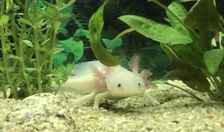 aquarium Axolots
