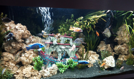 aquarium Cichlidés Malawi