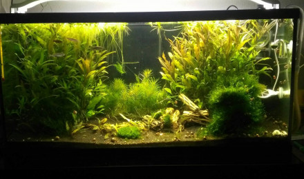 aquarium Biotope Asiatique