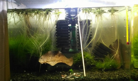 aquarium Spé crevette White Pearl