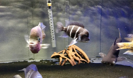 aquarium Thebault