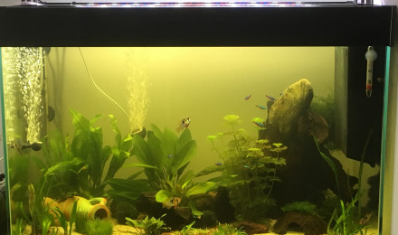 aquarium Bac amazonien
