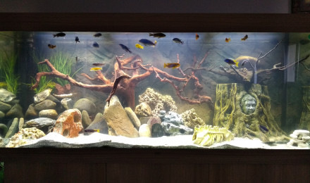 aquarium Malawi mbunas