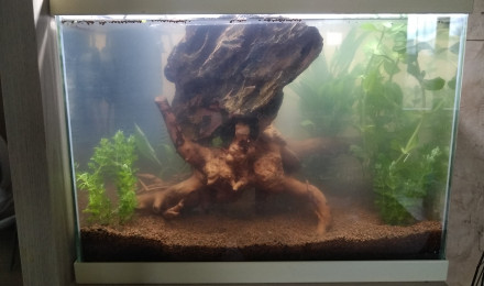 aquarium Betta splendens