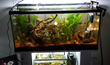 aquarium 100l communautaire